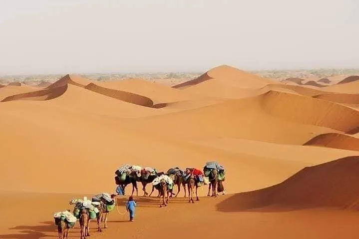 A group of people walking with camels through the Agadir Desert, showcasing the vast sandy landscape.
Agadir Desert Tour