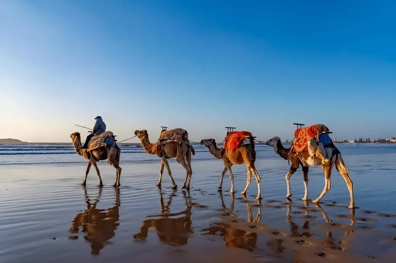 Camels on a sandy beach at sunset, representing the unique experiences offered by Morocco guided tours.
