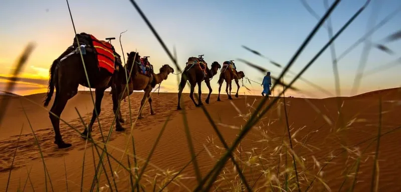 Four camels walk through the desert at sunset, showcasing the beauty of Morocco's camel tours.