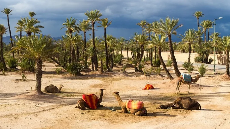 Camels walking through a desert landscape with palm trees, showcasing the natural beauty of Quad Marrakech.