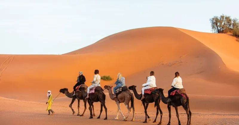 A group of four travelers on camels traversing the sandy dunes of Morocco camel tours  adventure.