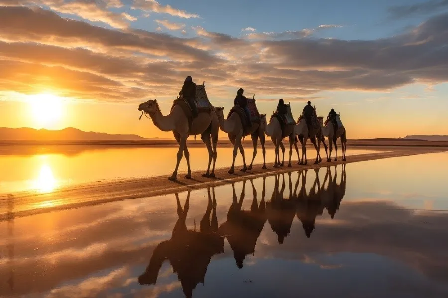 A group of camels walks through water at sunset, showcasing the beauty of Morocco's camel tours.
