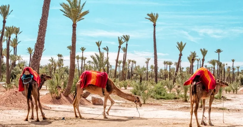 Three camels with red blankets stand under tall palm trees in a desert landscape. The sky is bright blue, conveying a serene and sunny atmosphere.